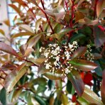 Červienka Fraserova (Photinia × fraseri) ´RED ROBIN´ - výška 110-120 cm, kont. C40L VIACKMENNÝ BONSAJ
